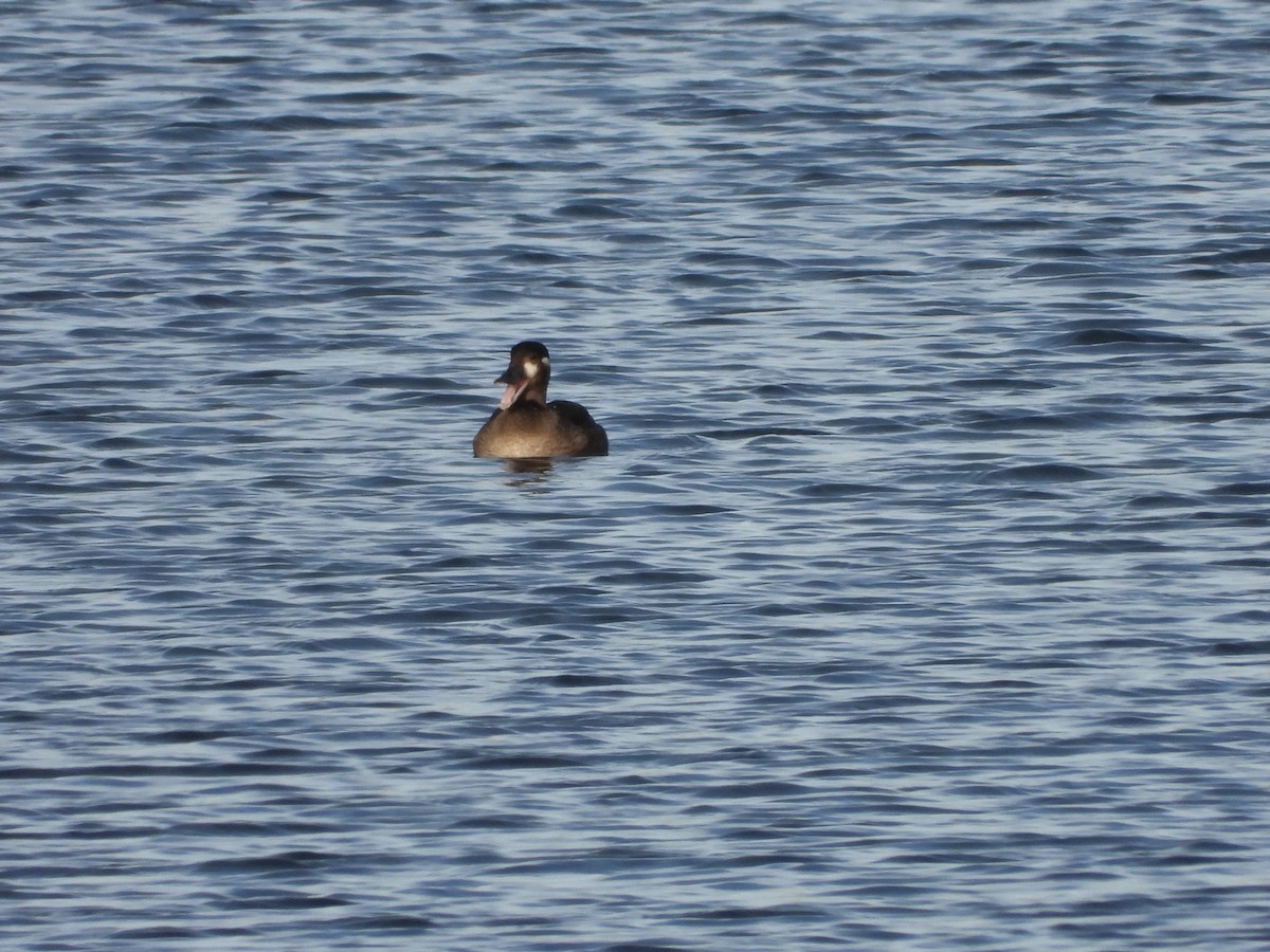Surf Scoter - ML644471053