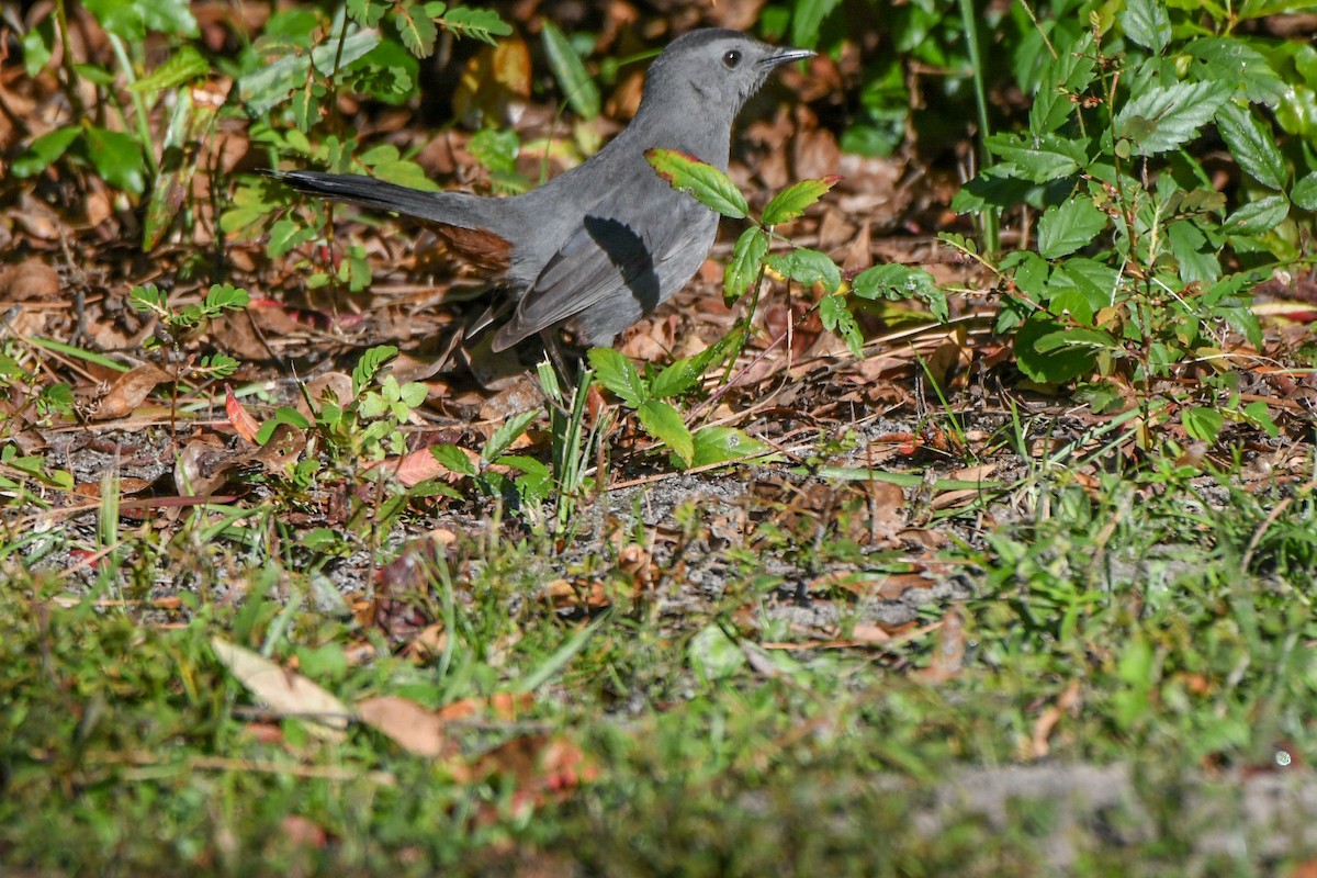 Gray Catbird - ML644471056