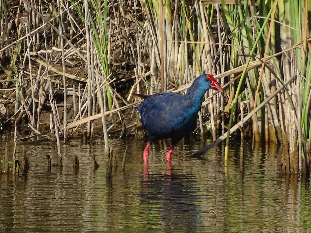 セイケイ - ML644471062