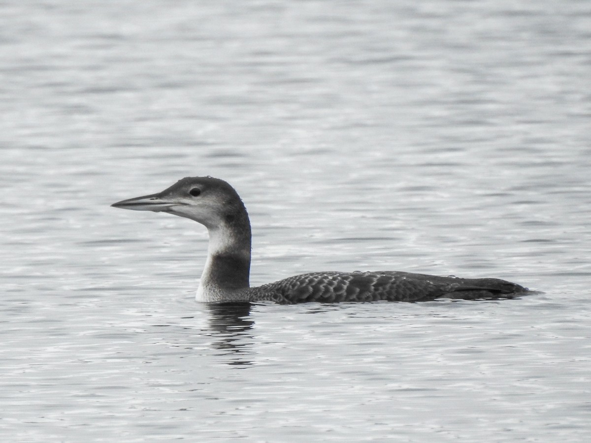 Common Loon - ML644471080