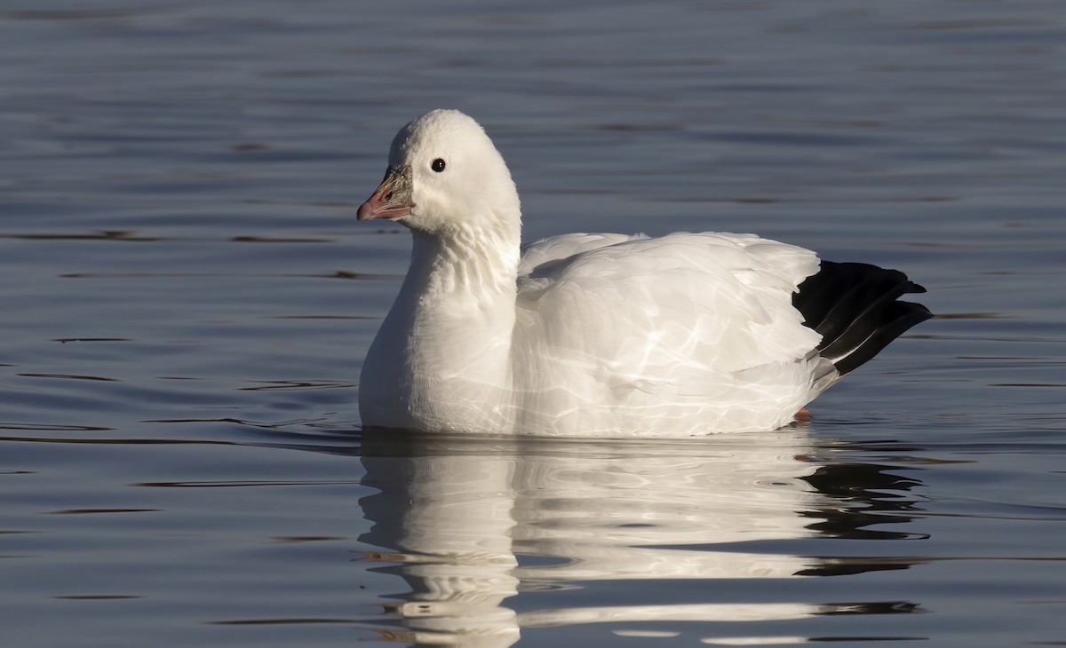 Ross's Goose - ML644471084