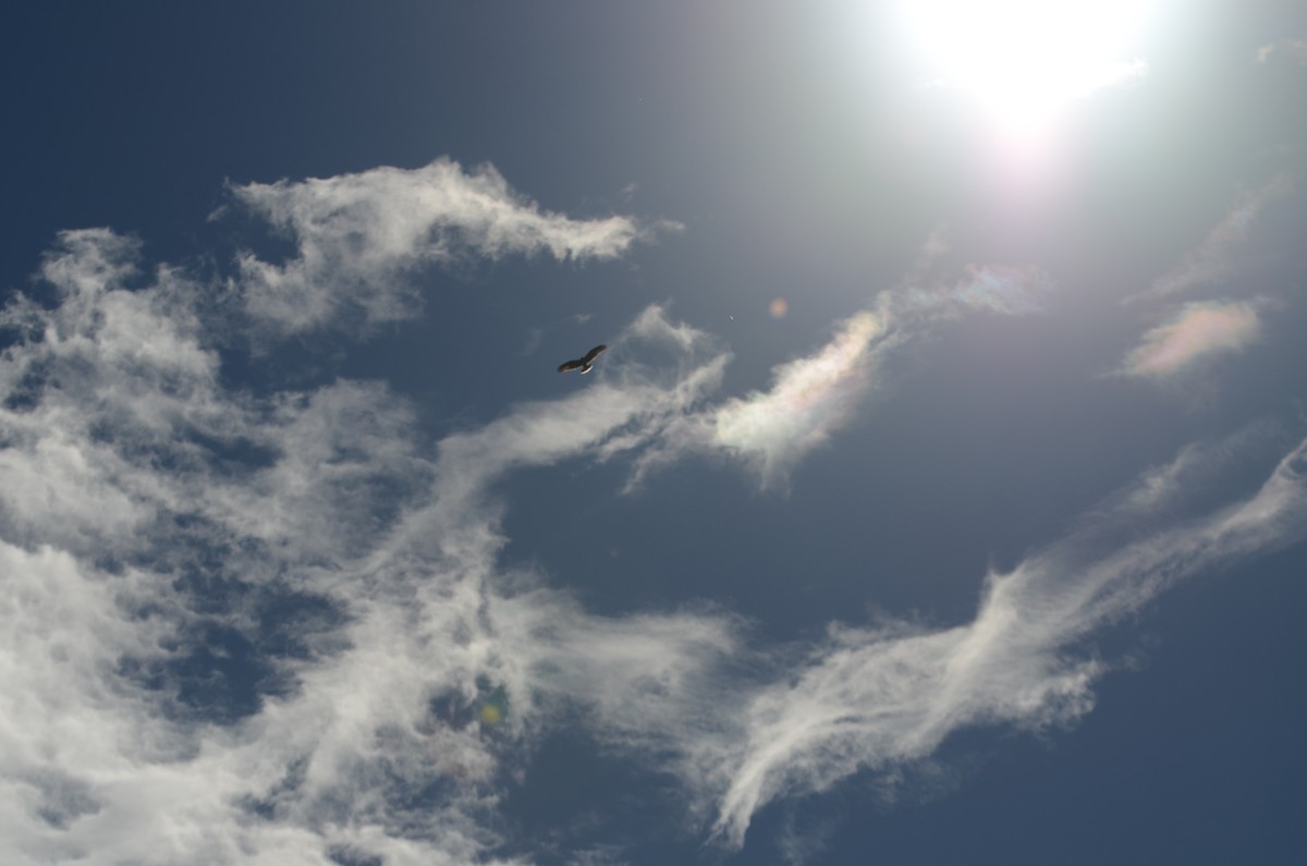 Milan des marais - ML644471089