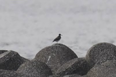 Хайргын хөгчүү - ML644471094