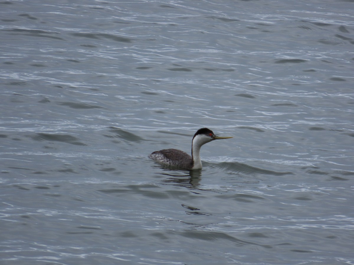 クビナガカイツブリ - ML644471097