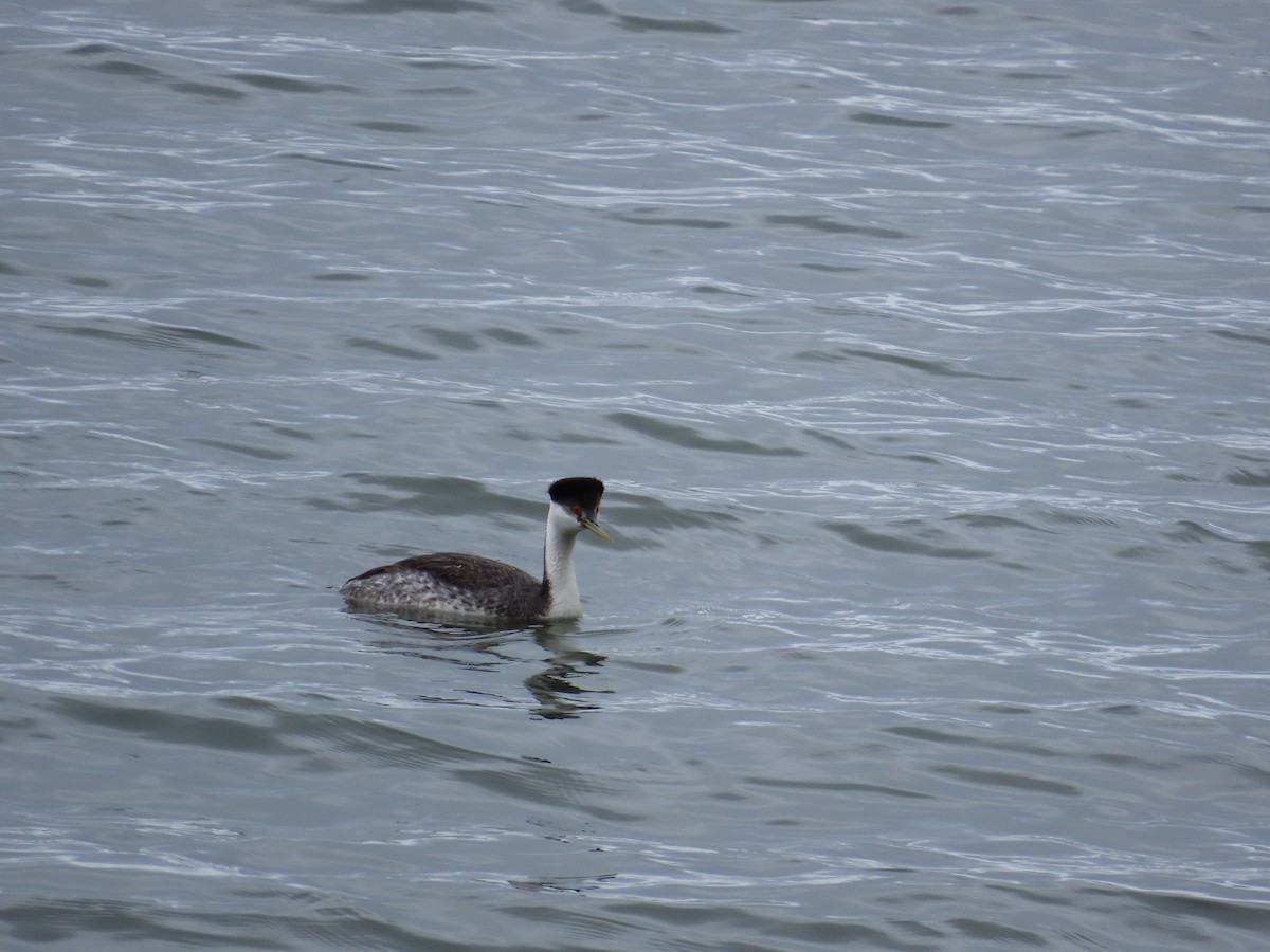 クビナガカイツブリ - ML644471098