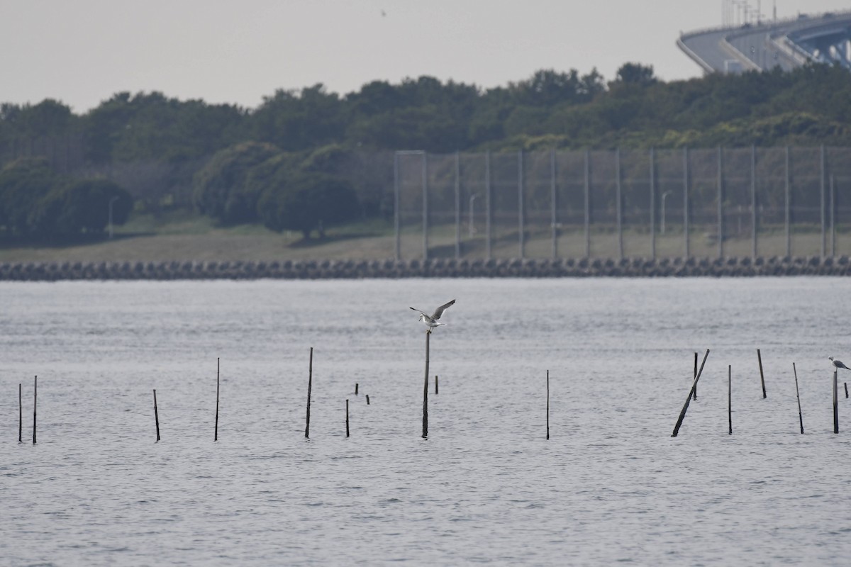 japanmåke - ML644471109