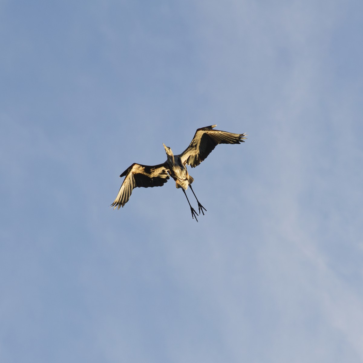 אנפה אמריקנית - ML644471124