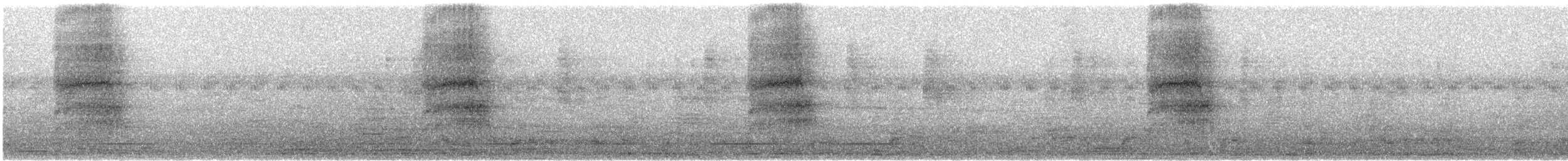 Amerikaschleiereule - ML644471128