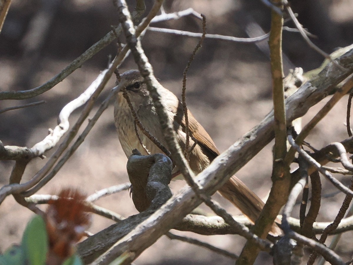 Barratt's Warbler - ML644471135