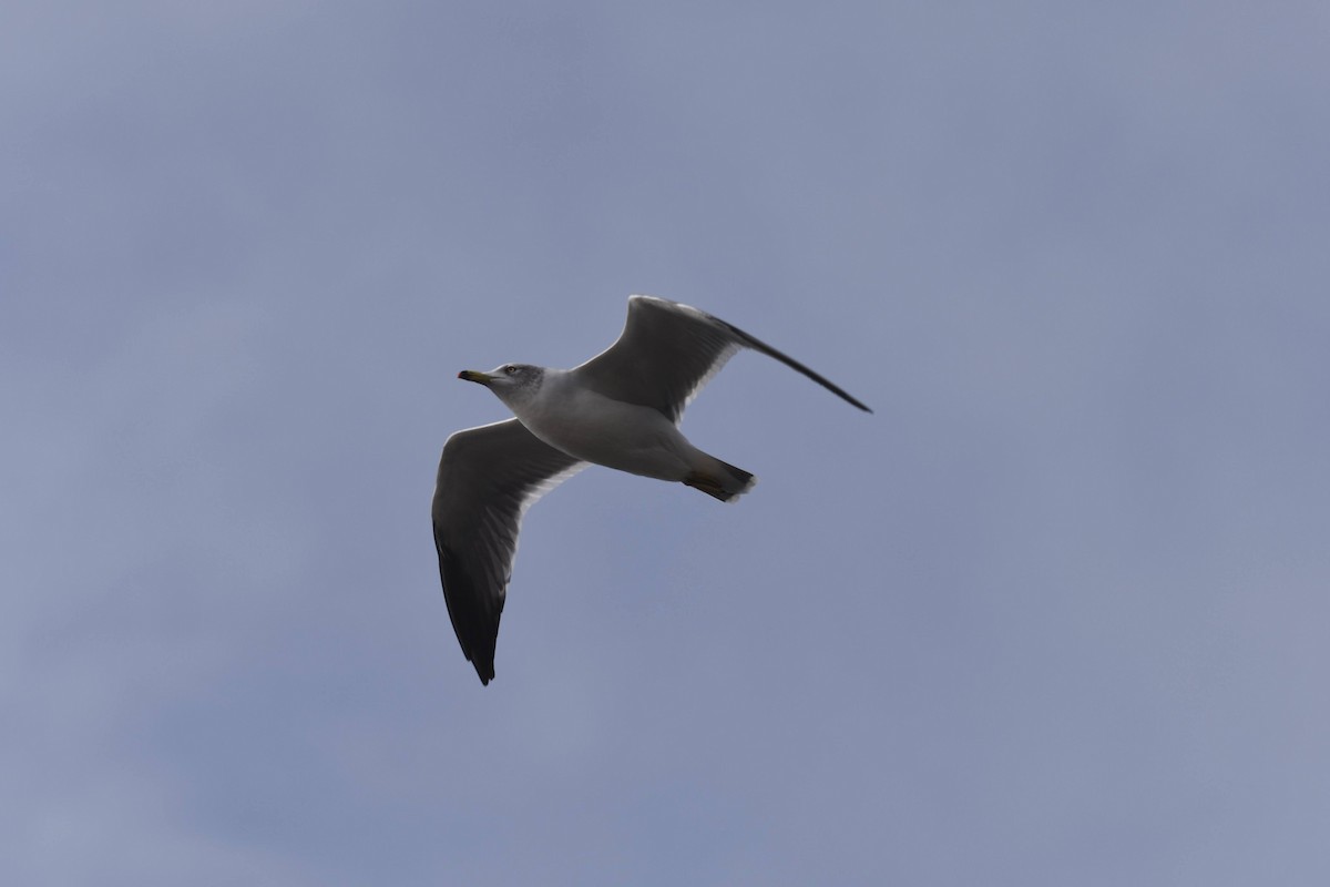 japanmåke - ML644471136