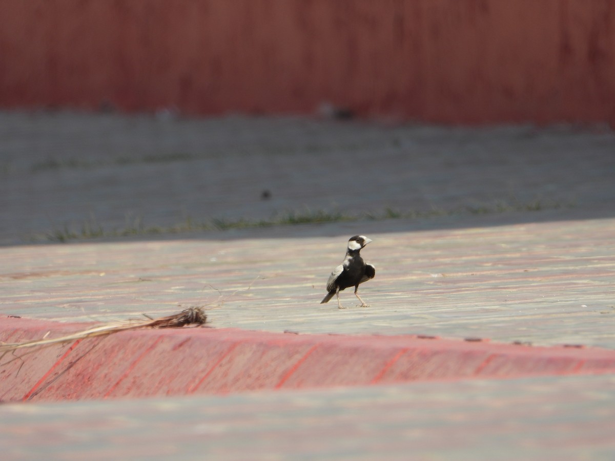 Black-crowned Sparrow-Lark - ML644471142