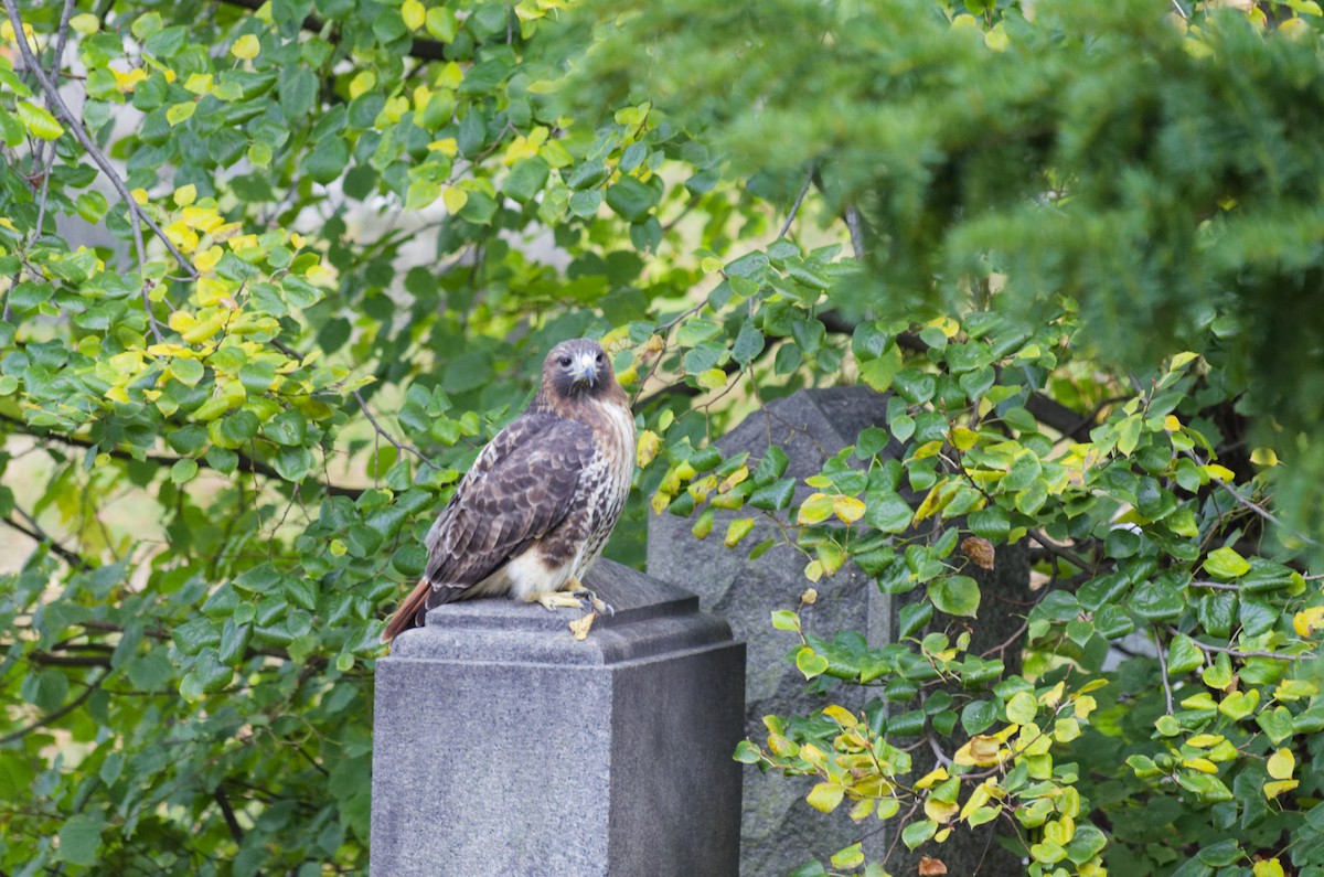 Red-tailed Hawk - ML644471143