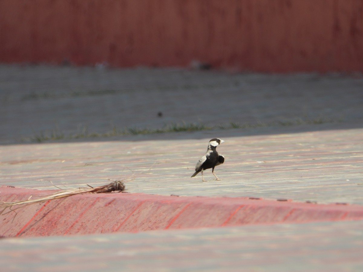 Black-crowned Sparrow-Lark - ML644471146