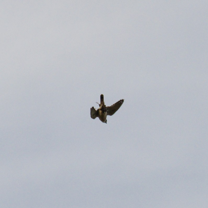 בז אמריקני - ML644471148