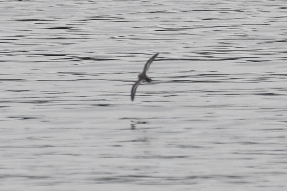 Хайргын хөгчүү - ML644471153