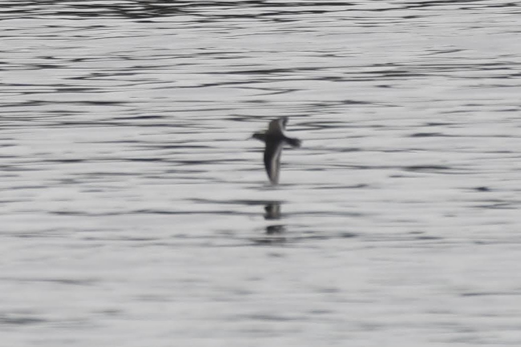 Хайргын хөгчүү - ML644471154