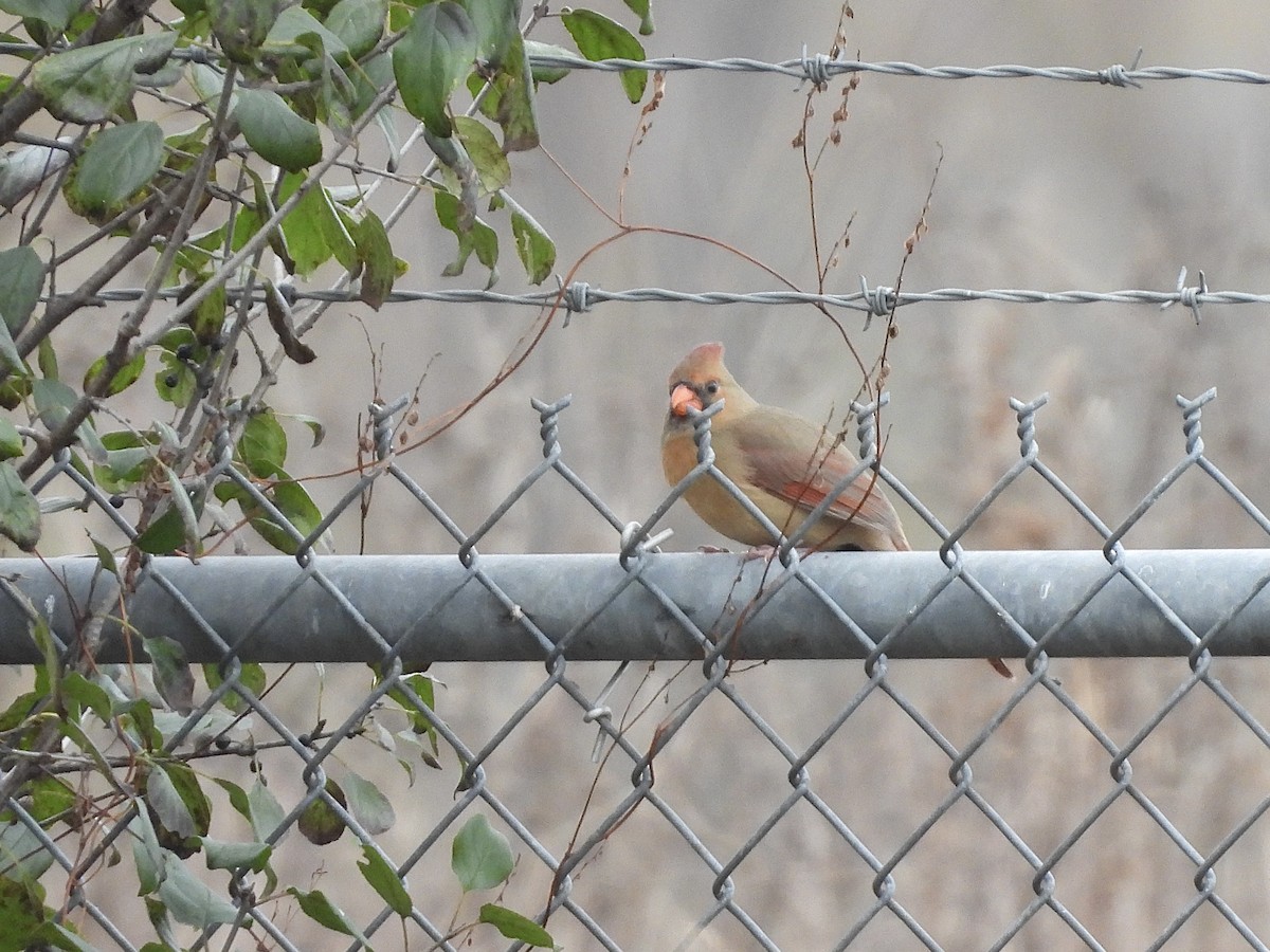 Northern Cardinal - ML644471157