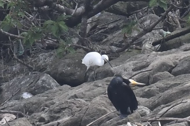 Aigrette garzette - ML644471164