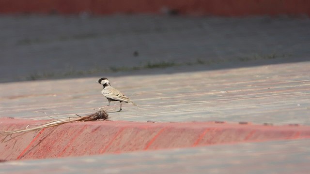 Black-crowned Sparrow-Lark - ML644471165