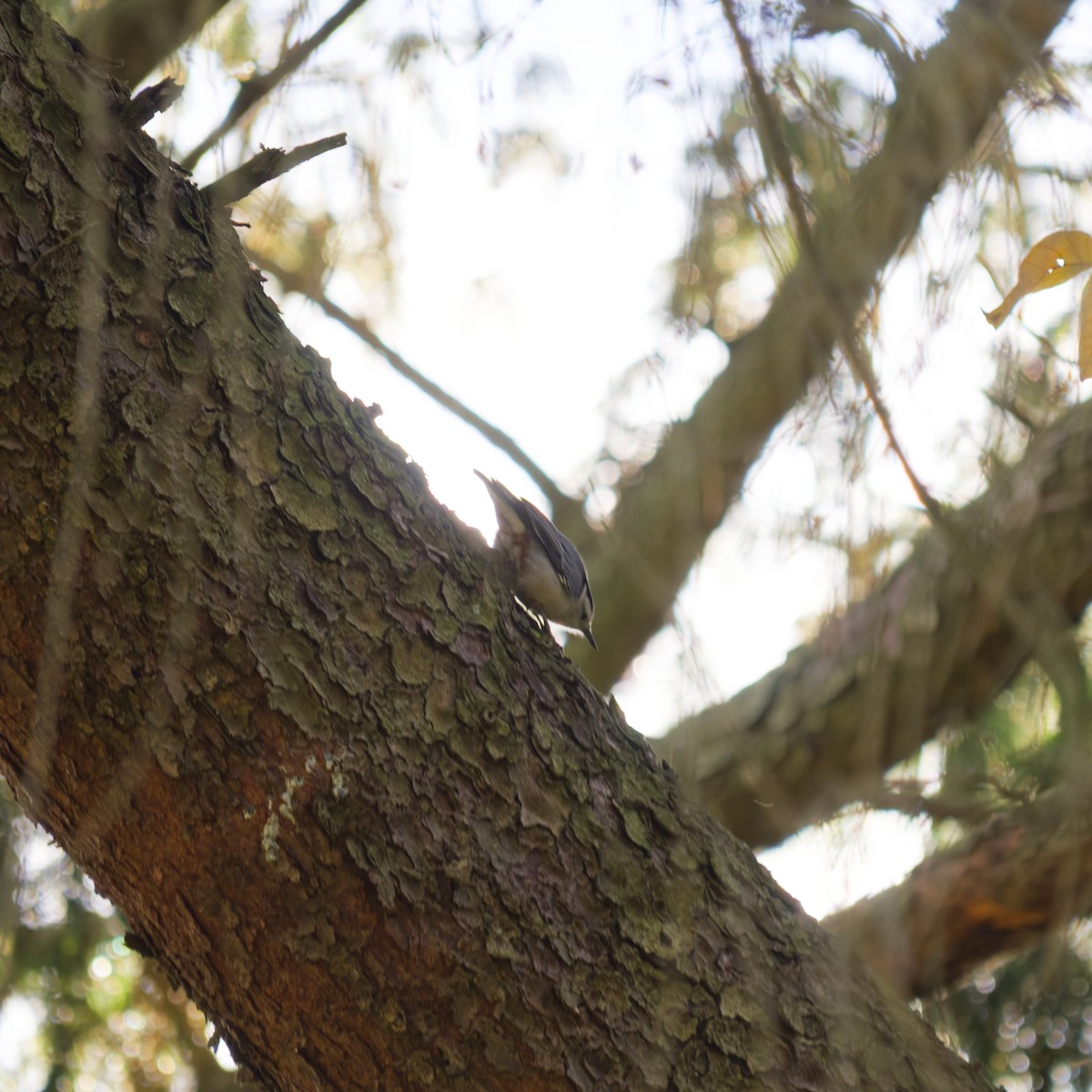 White-breasted Nuthatch - ML644471174