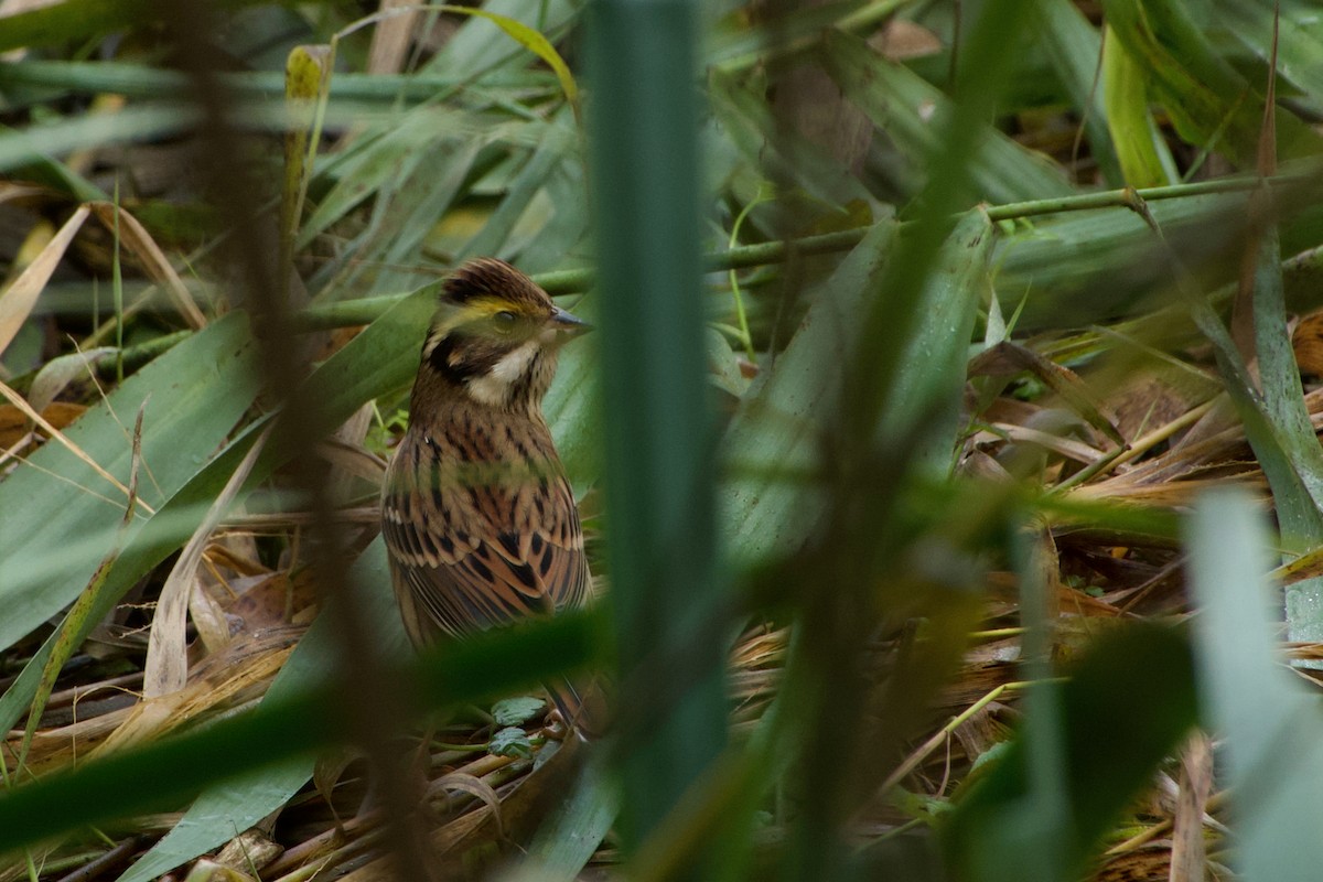 Yellow-browed Bunting - ML644471178