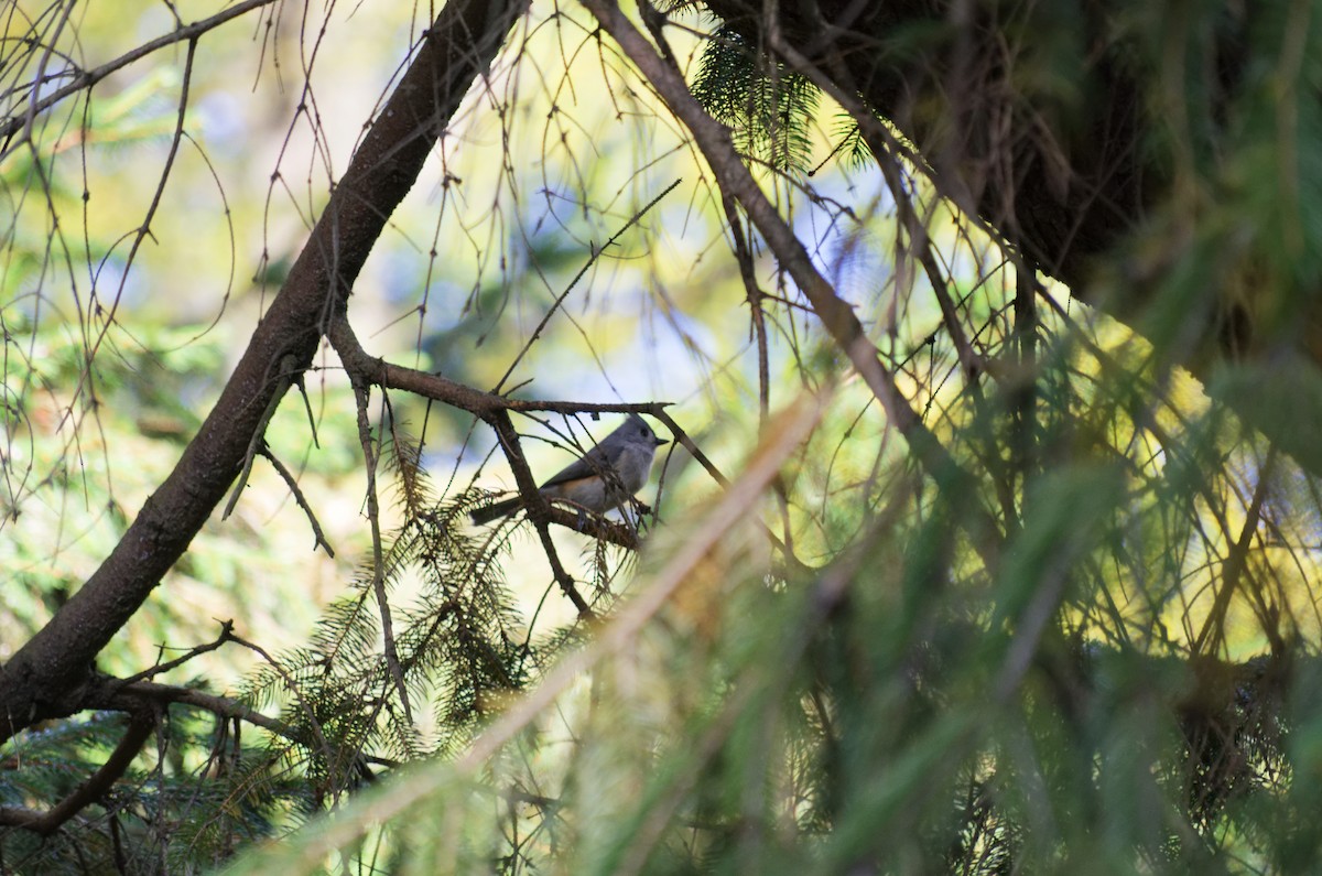 Tufted Titmouse - ML644471194