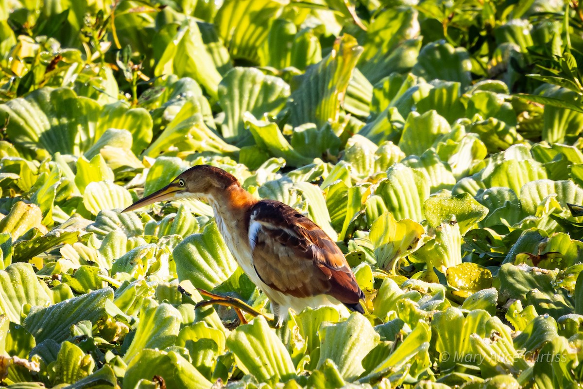 Least Bittern - ML644471198