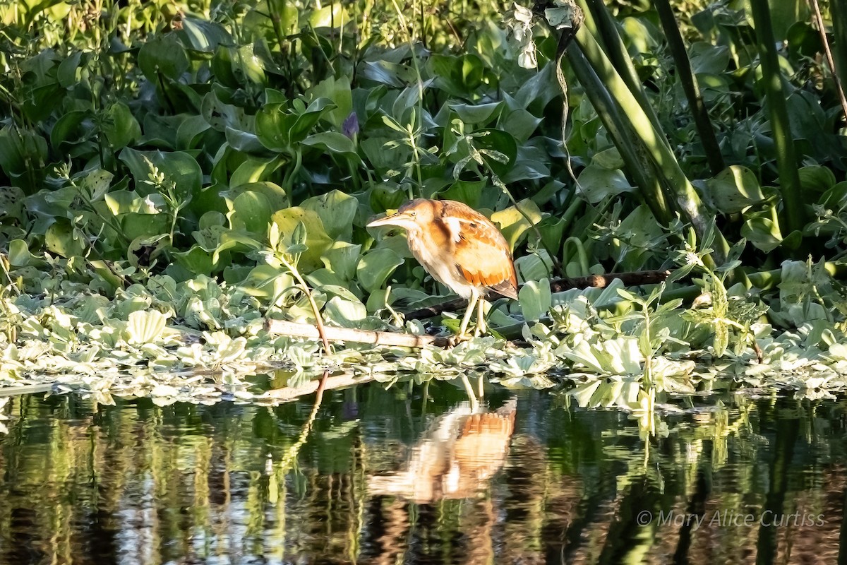 Least Bittern - ML644471199