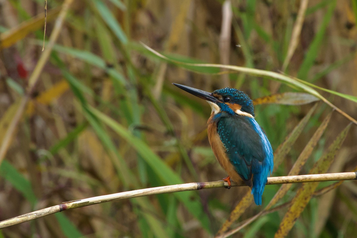 Common Kingfisher (Common) - ML644471210