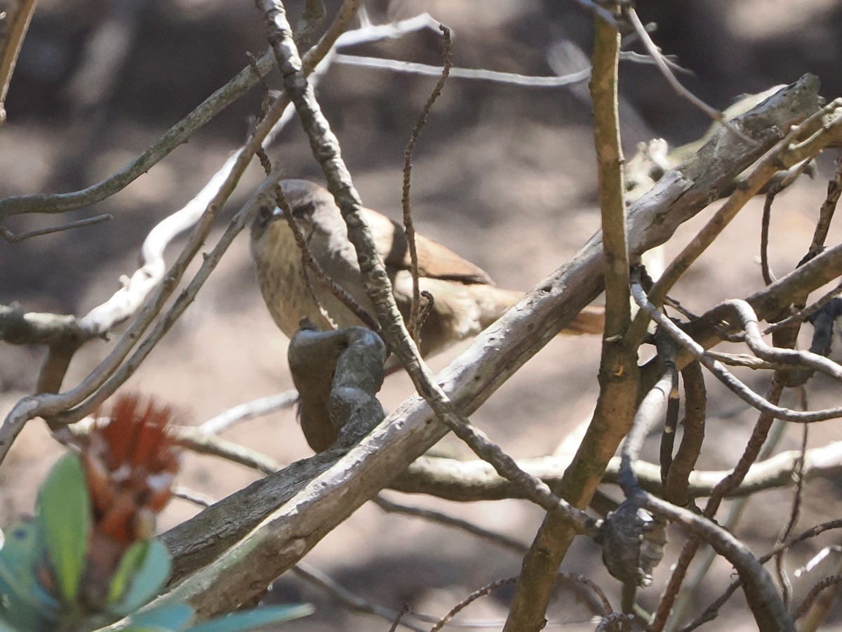 Barratt's Warbler - ML644471216