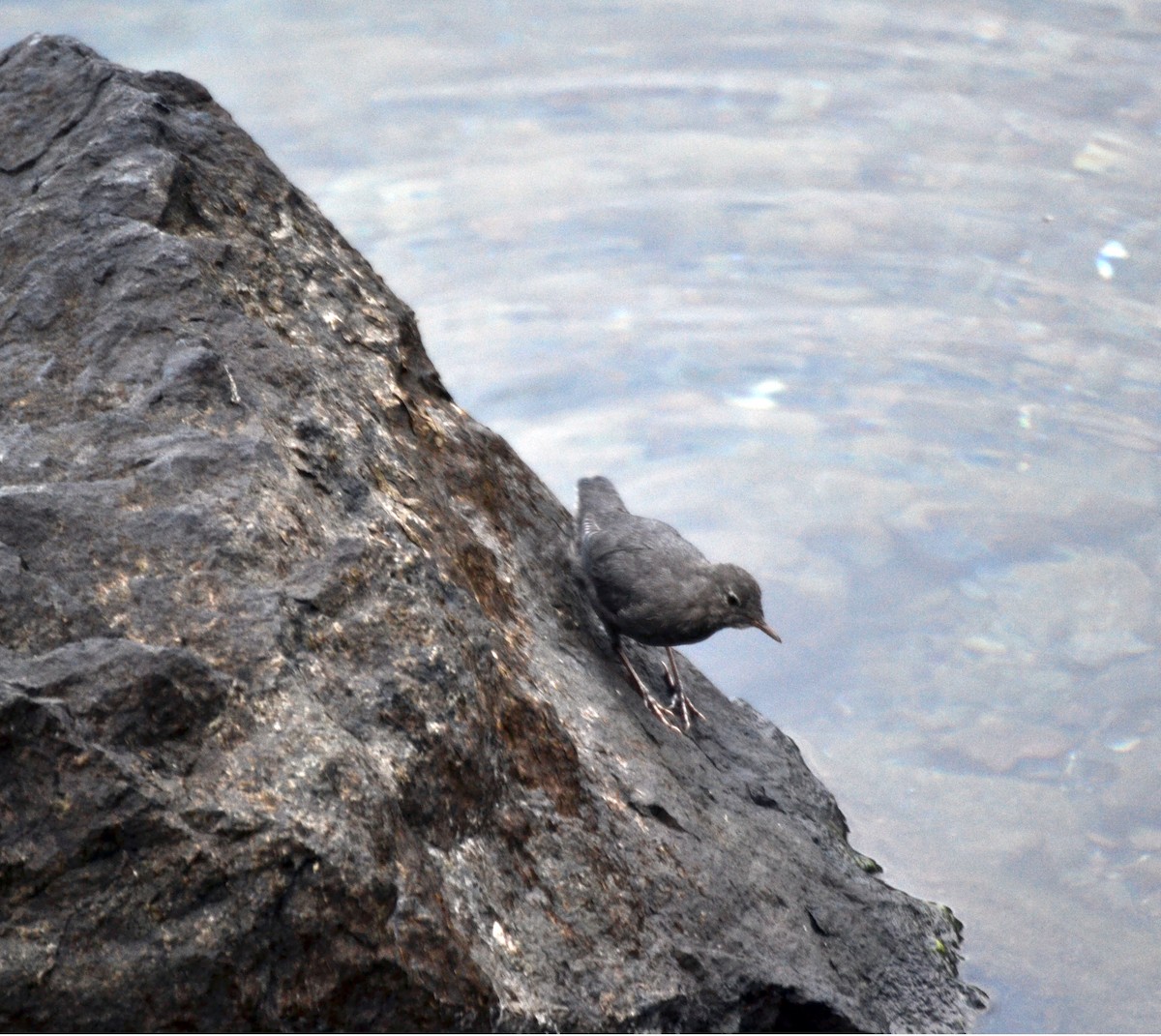 Серая оляпка - ML644471228