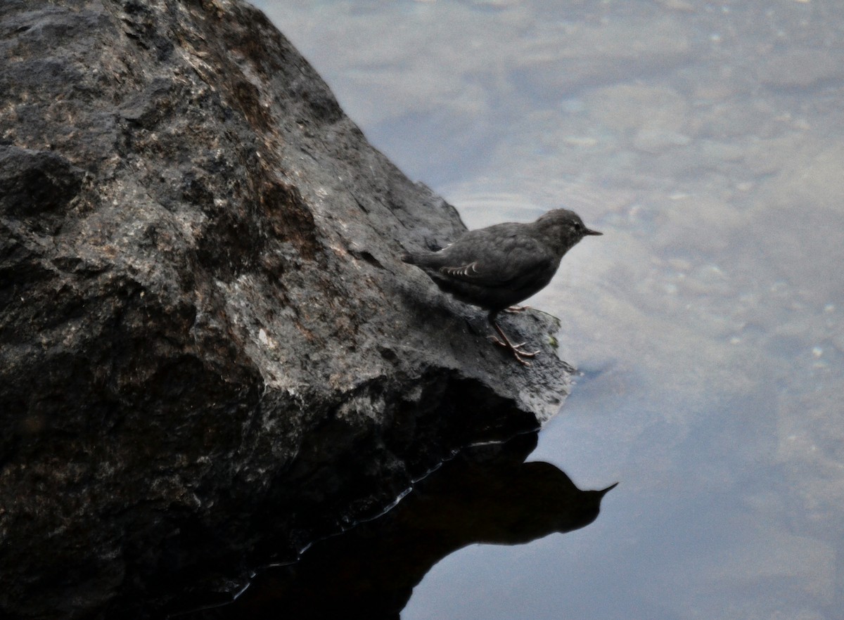 Серая оляпка - ML644471229