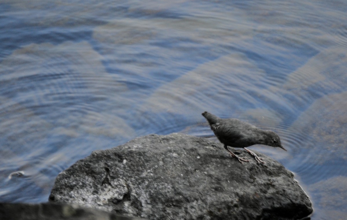 Серая оляпка - ML644471230