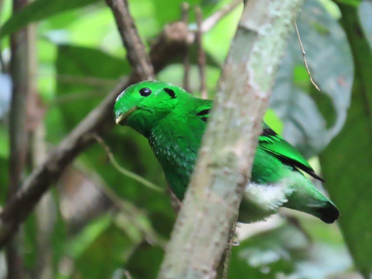 Green Broadbill - ML644471232