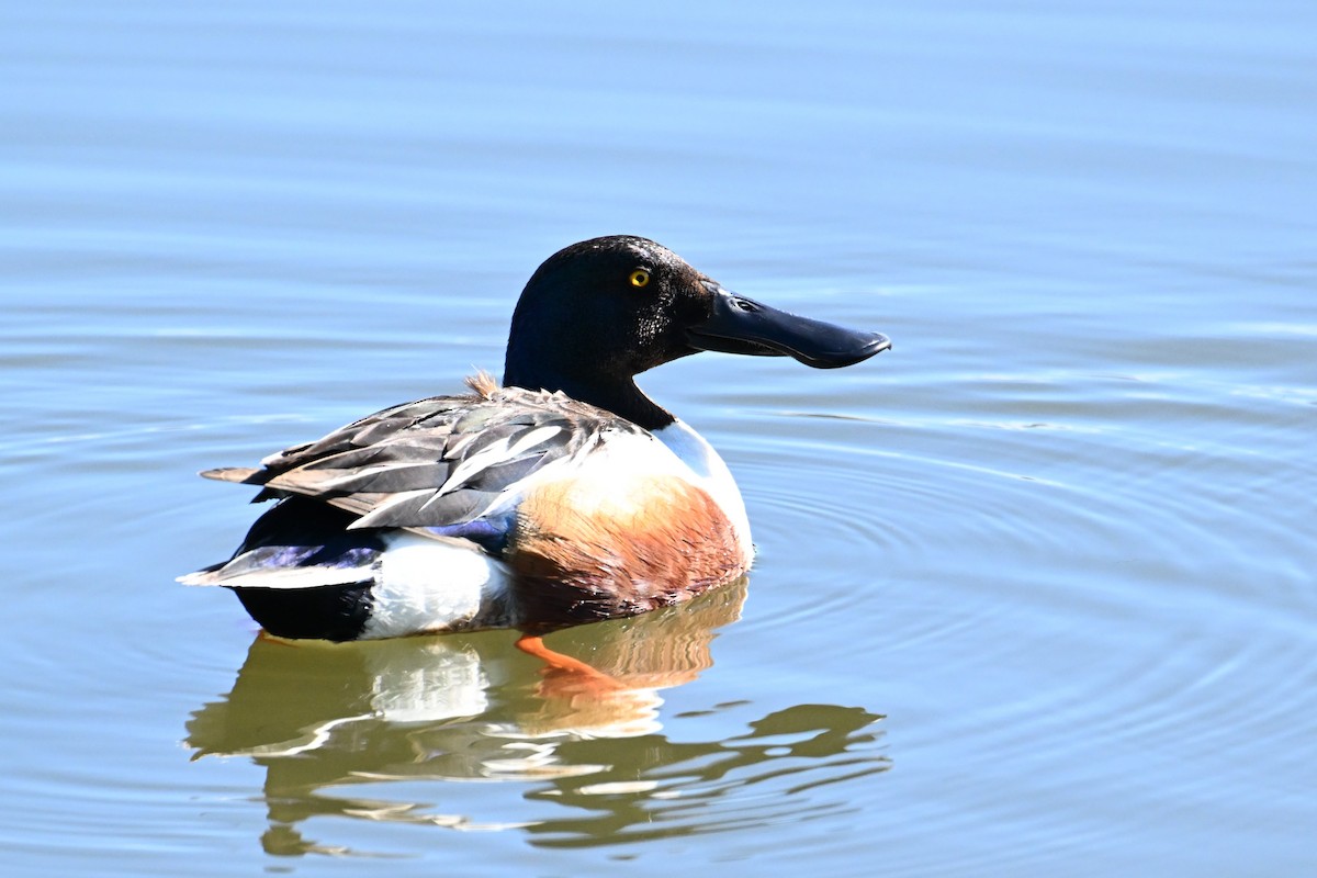 Northern Shoveler - ML644471234