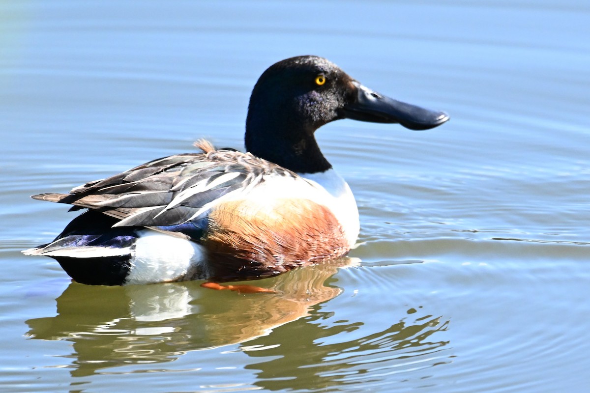 Northern Shoveler - ML644471242