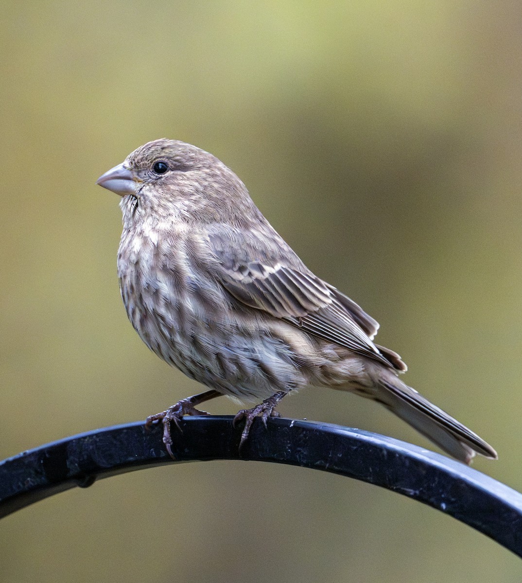 House Finch - ML644471249