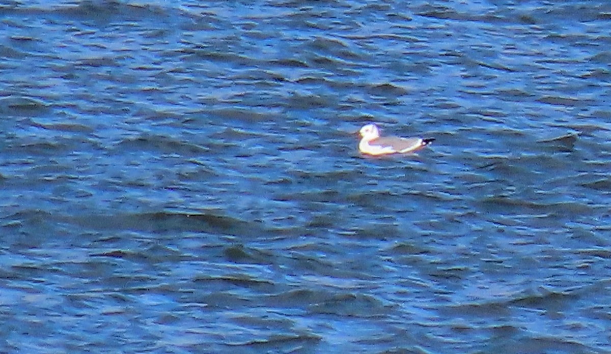 שחף צוחק - ML644471255