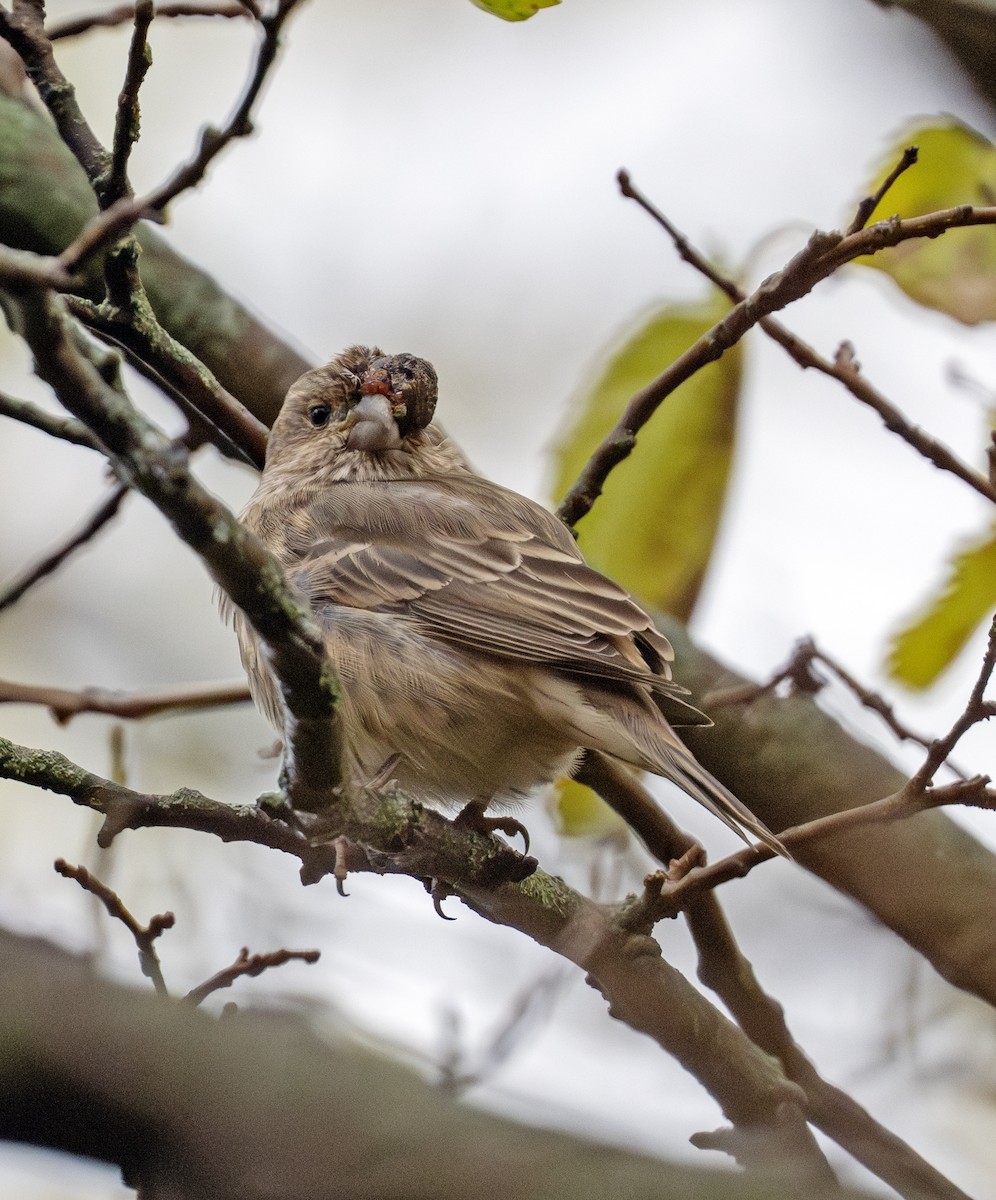 House Finch - ML644471257