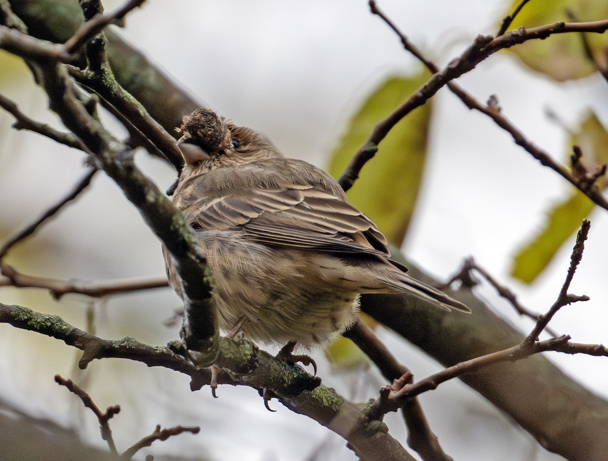 House Finch - ML644471258