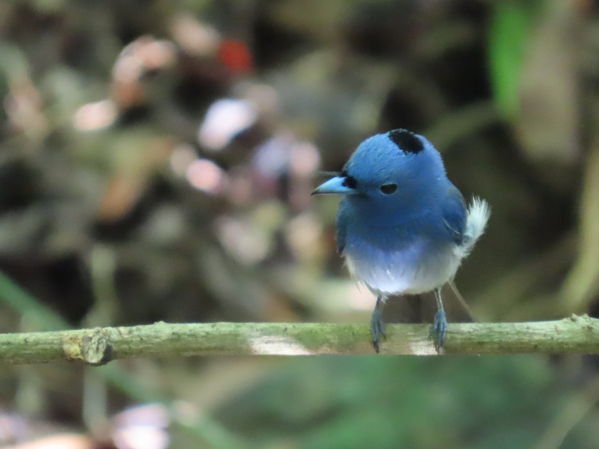 Black-naped Monarch - ML644471260