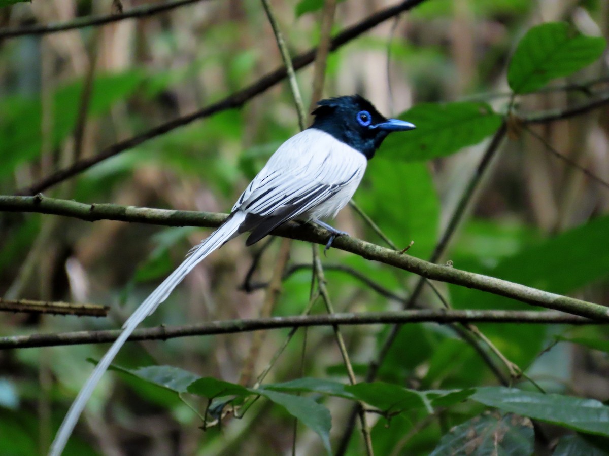Blyth's Paradise-Flycatcher - ML644471272