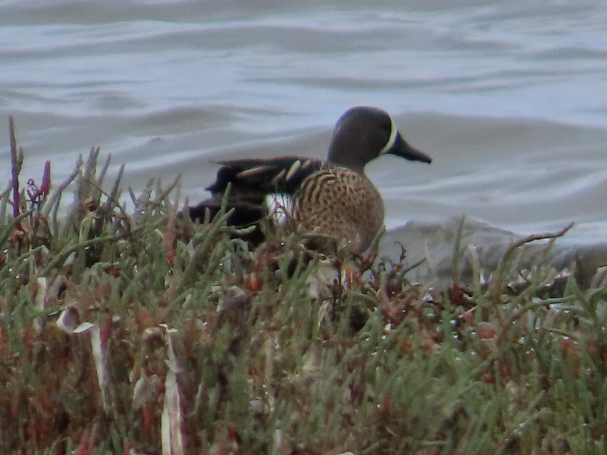 שרשיר כחול-כנף - ML644471278