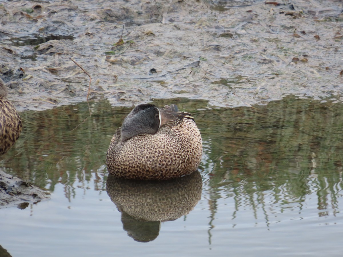 שרשיר כחול-כנף - ML644471279