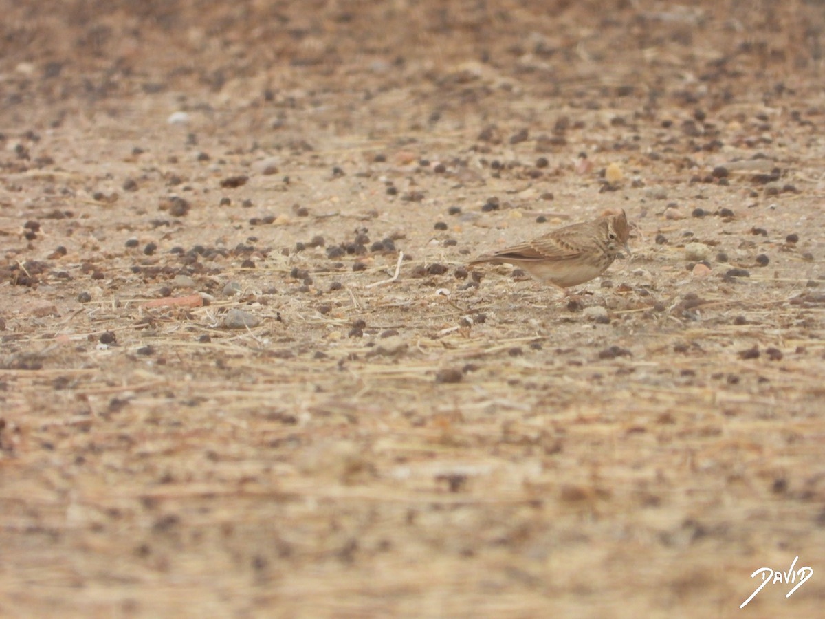 עפרוני מצויץ - ML644471286