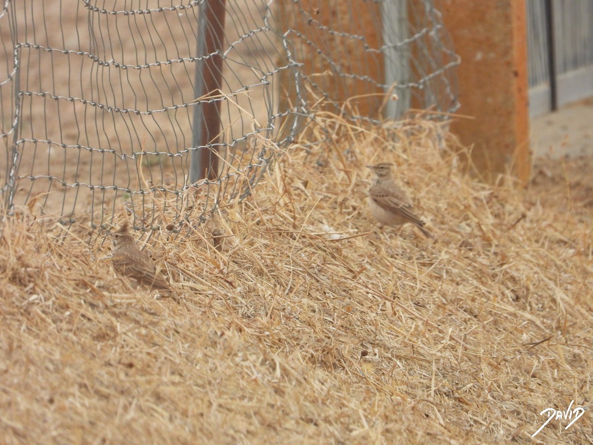 עפרוני מצויץ - ML644471287