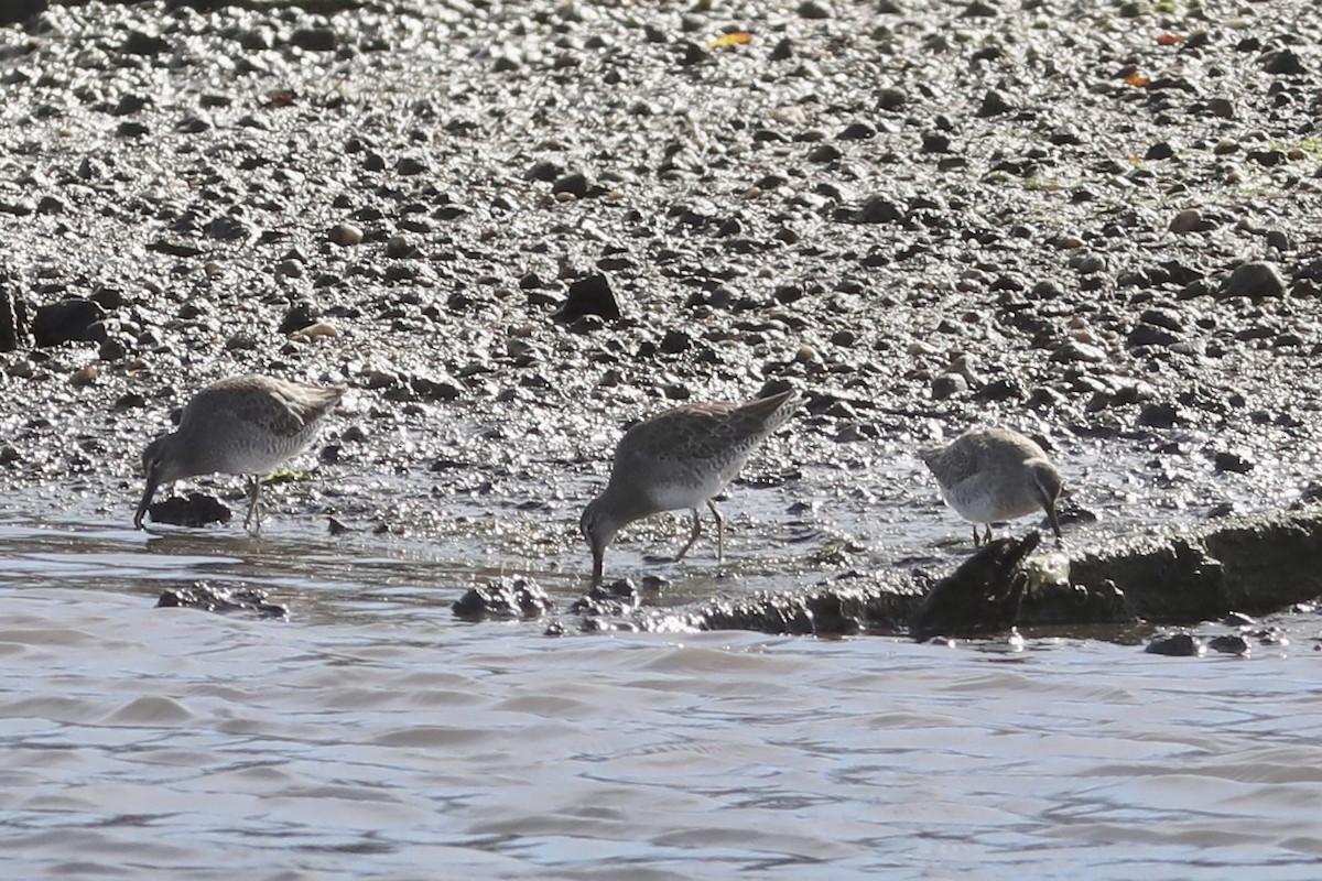 Long-billed Dowitcher - ML644471306