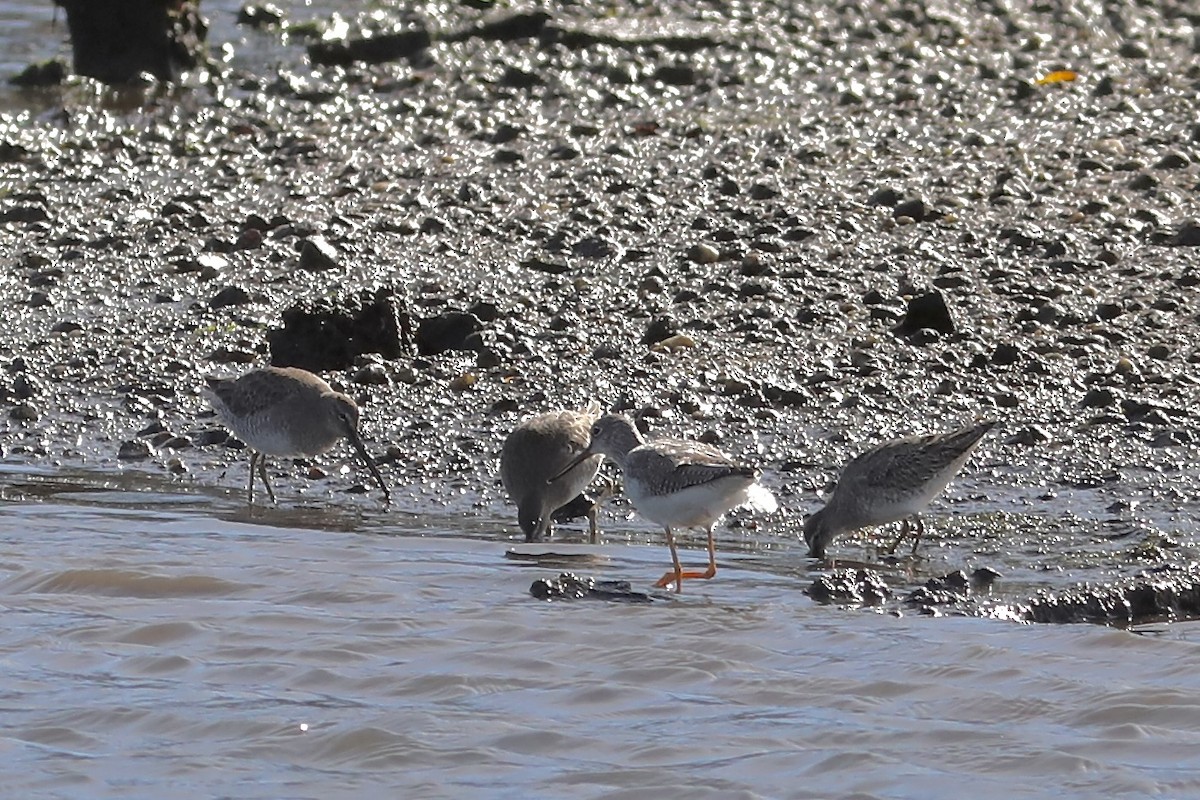 Long-billed Dowitcher - ML644471312