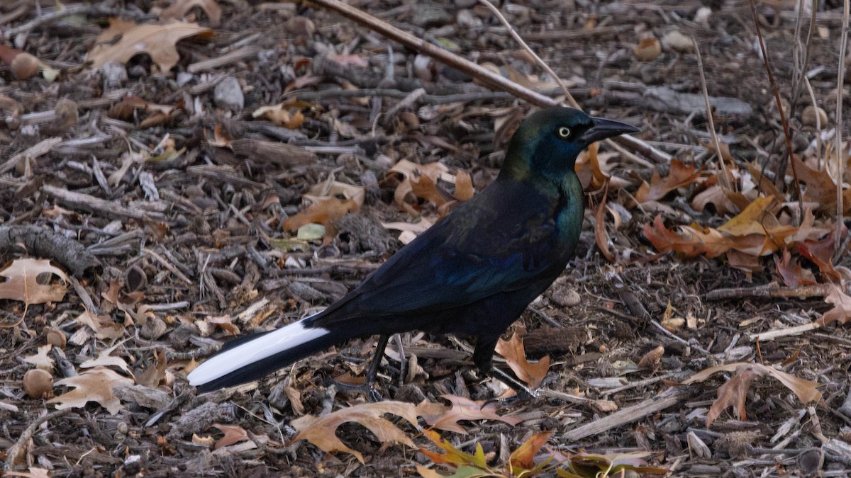Common Grackle - ML644471316