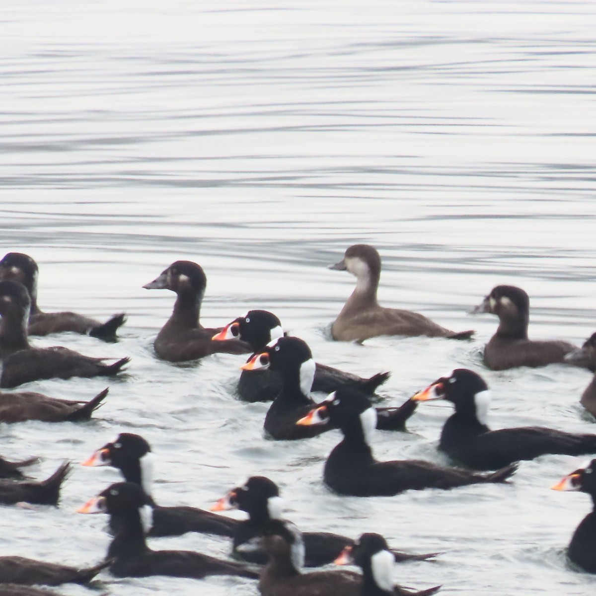 Black Scoter - ML644471318